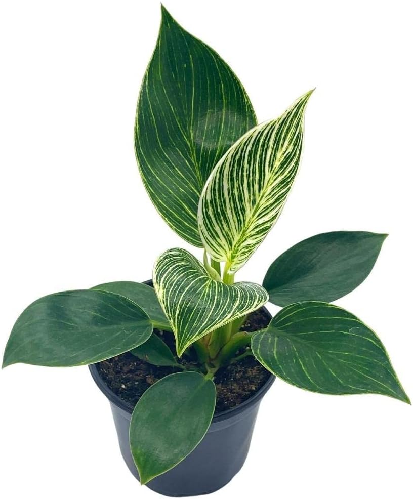 BubbleBlooms Philodendron Birkin in a 4 inch Pot White Wave, Mermaid's Tail