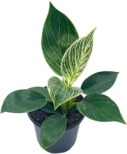 BubbleBlooms Philodendron Birkin en una olla de 4 pulgadas ola blanca, cola de sirena