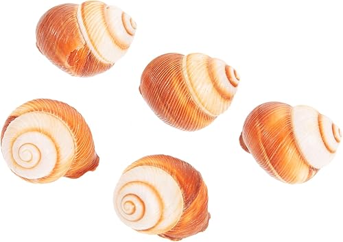 FRCOLOR 5 unids hogar hornear caracol conchas estilo francés caracol comida escargot conchas gruesas Escargot material de cocina