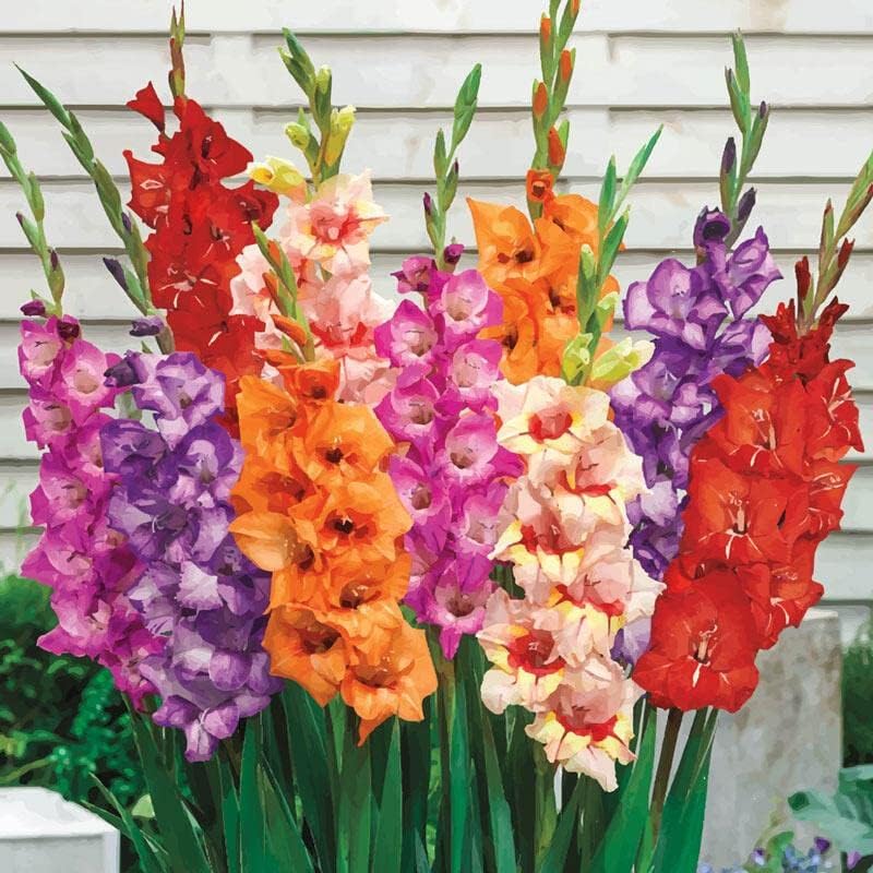 15 Large Mixed Colour Gladiolus Spring Summer Flower Garden Bulbs Gladioli Corms