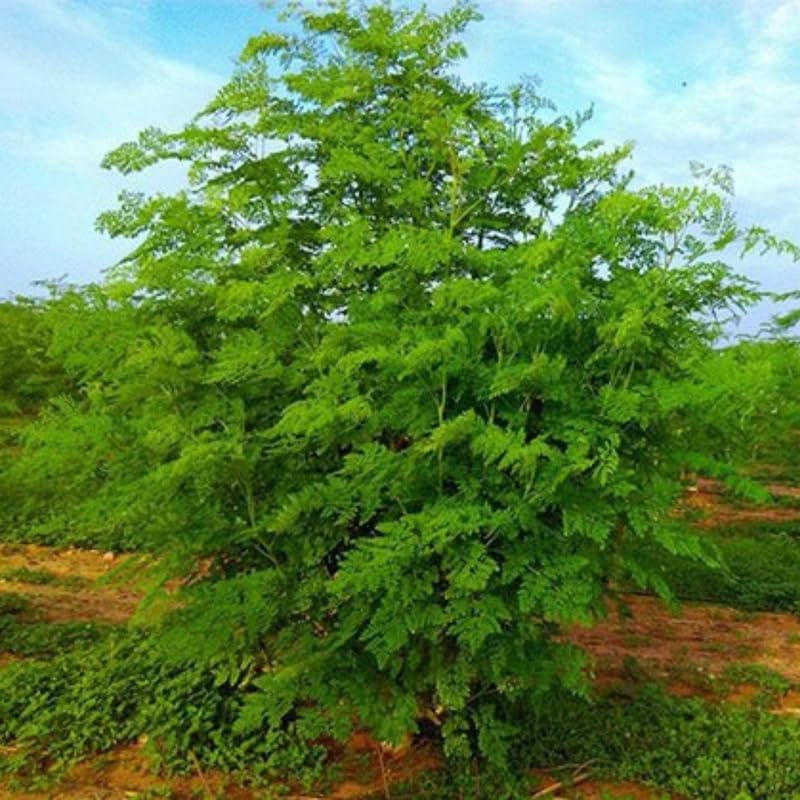 Miniatura 2 de Planta viva de árbol de Moringa, Malunggay 6 a 8 Inc plantas de moringa de altura vivas, árbol de rábano picante con baqueta, plantas de moringa de