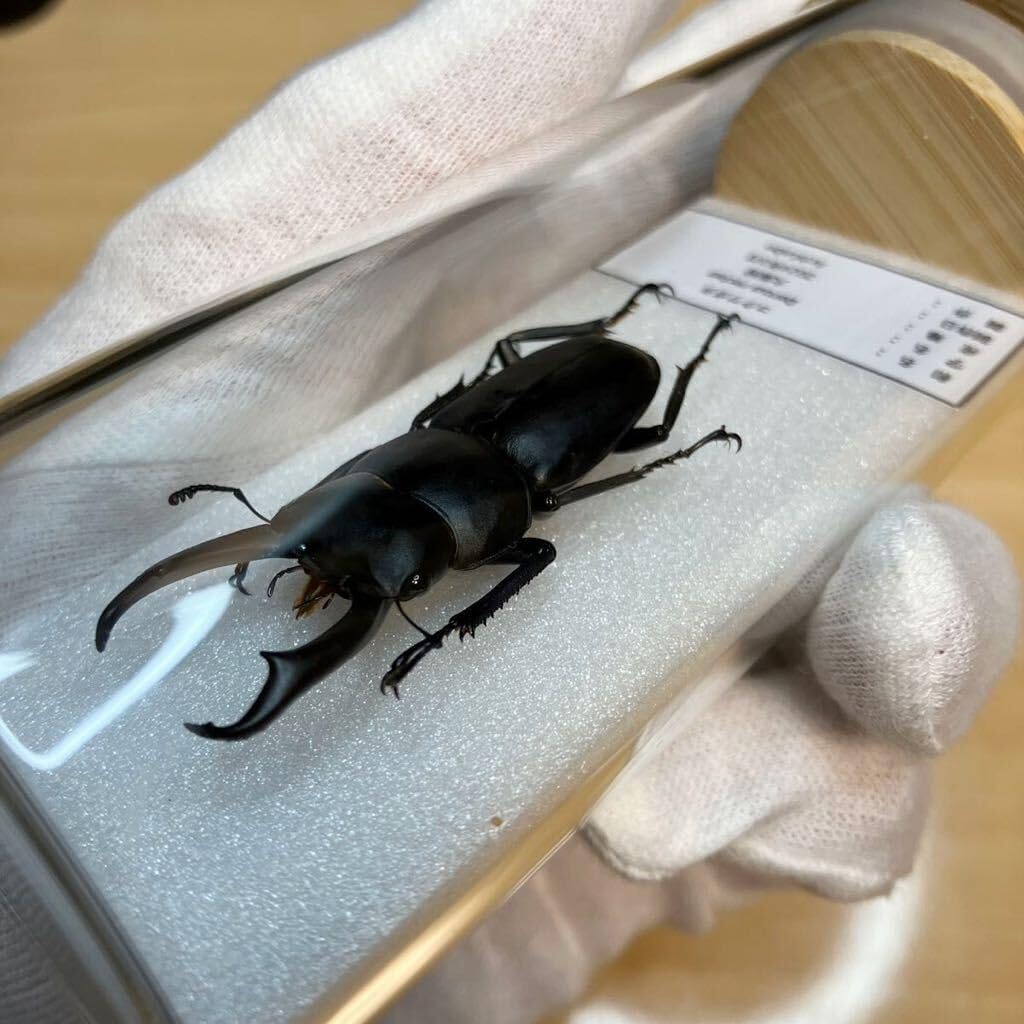 【昆虫標本】タイワンタガメ　ガラスケース入り 昆虫標本】タイワンタガメ ガラスケース入り - メルカリ