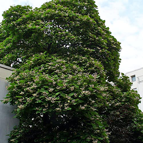 Southern Catalpa Seeds Catalpa Bignonioides Deciduous Tree Popular Ornamental Tree Heart-Shaped Leaves Showy White Flowers Garden Outdoor 25Pcs Tree Seeds By Yegaol Garden #TOP5