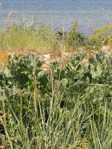 Jarmuż morski (Crambe maritima) 10 nasion Jarmuż morski Jarmuż plażowy Jarmuż przybrzeżny