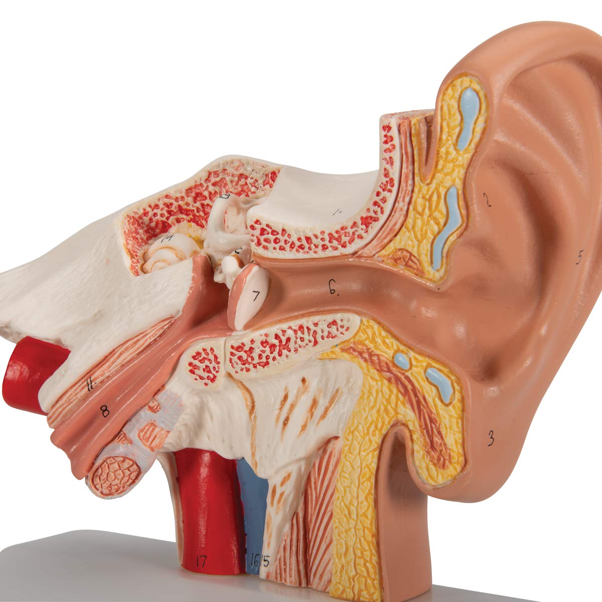 3B Scientific E12 Modello di Orecchio da Scrivania, Ingrandito 1,5 Volte + software gratuito di anatomia - 3B Smart Anatomy
