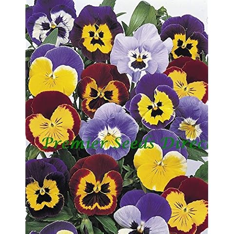 Premier Seeds Direct Winter Hardy Pansy Seeds Cover