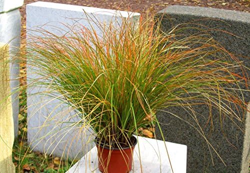 Carex testacea 'Prairie Fire' Segge Gras winterhart immergrün