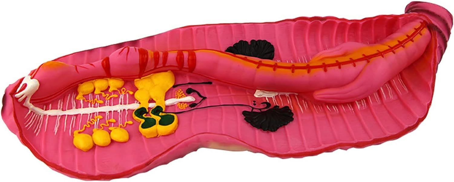 Model anatomii dżdżownicy, narzędzie edukacyjne do badań biologii i opieki zdrowotnej, 1 sztuka, szczegółowe przedstawienie dla edukacji i nauki anatomii