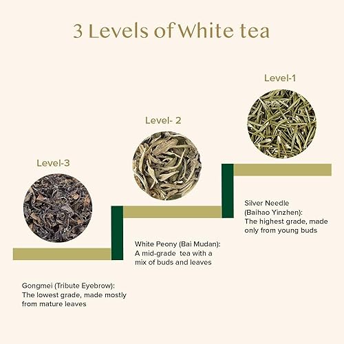 Miniatura 4 de VAHDAM, Hojas sueltas de té blanco de aguja plateada 50g  Sin cafeína, sin gluten  Té puro sin mezclar en hojas sueltas  Sellado al vacío  Preparar