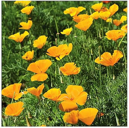 Miniatura 3 de Flores silvestres mixtas nativas de California 10,000 semillas aproximadamente