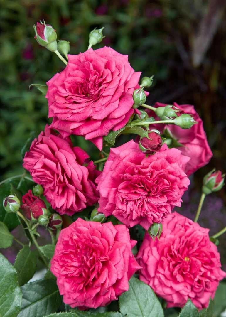 Kletterrose Rosa Laguna winterhart mehrjährig pflegeleicht für Pergola | Duftende Blüten, ideal für Pergola und Rankhilfe, robust, blühfreudig, für sonnige Standorte, gartentauglich