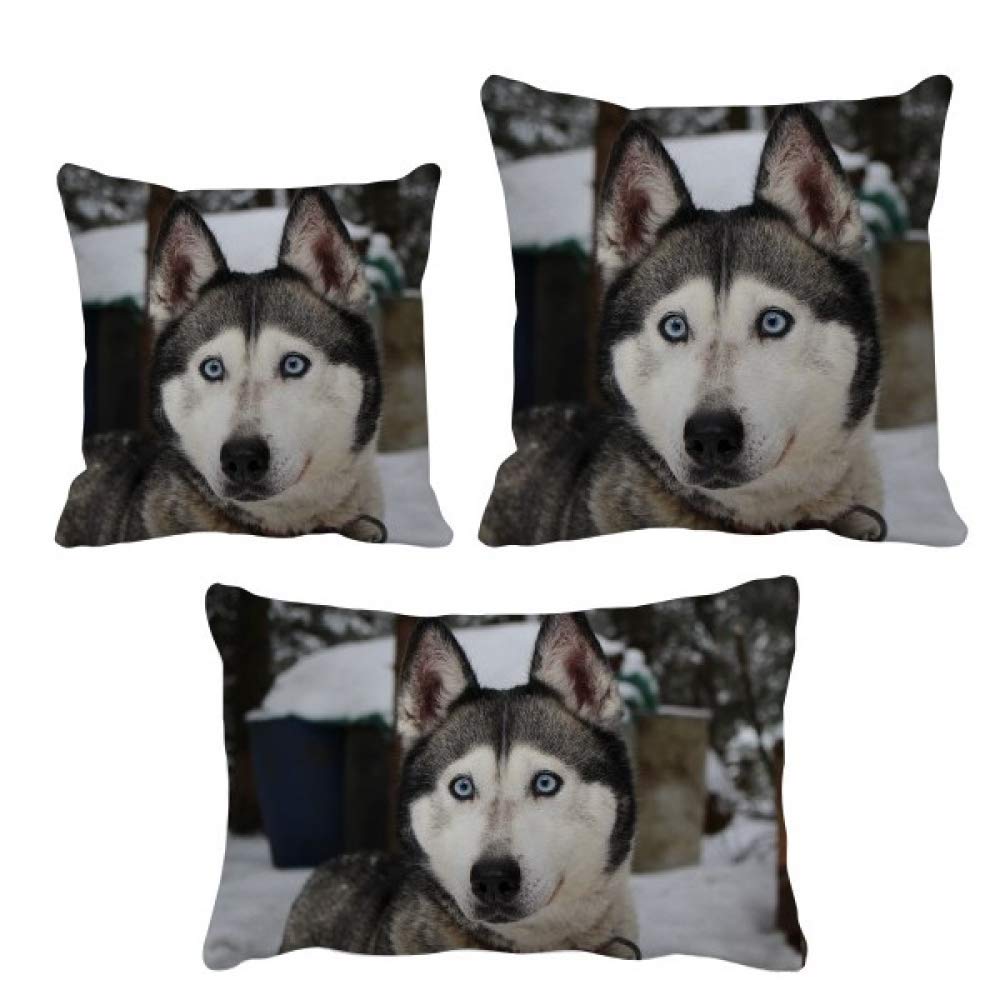 Coussin husky de la neige idée cadeau idéale pour les passionnés de chiens et de nature