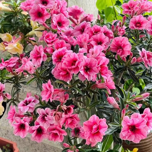 Semillas de la planta rosa del desierto plantas de balcón resistentes plantas en macetas resistentes jardín de hierbas maceta semillas de hierba rosa del desierto - Plantas raras - 3pcs