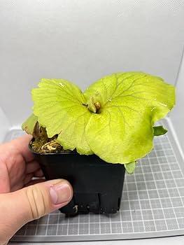 Amazon.co.jp: 週末セール品 ビカクシダMt. Kitshakood