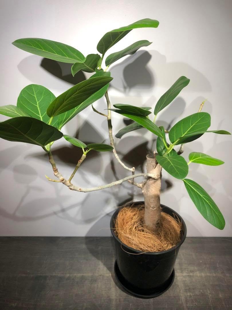 植木鉢 作家鉢 陶器鉢 塊根植物 多肉植物 観葉植物ビザールプランツ 2