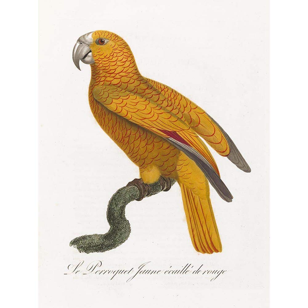 Wee Blue Coo Orange Bird Vintage Illustration Art Print Poster Wall Decor 12X16 Inch