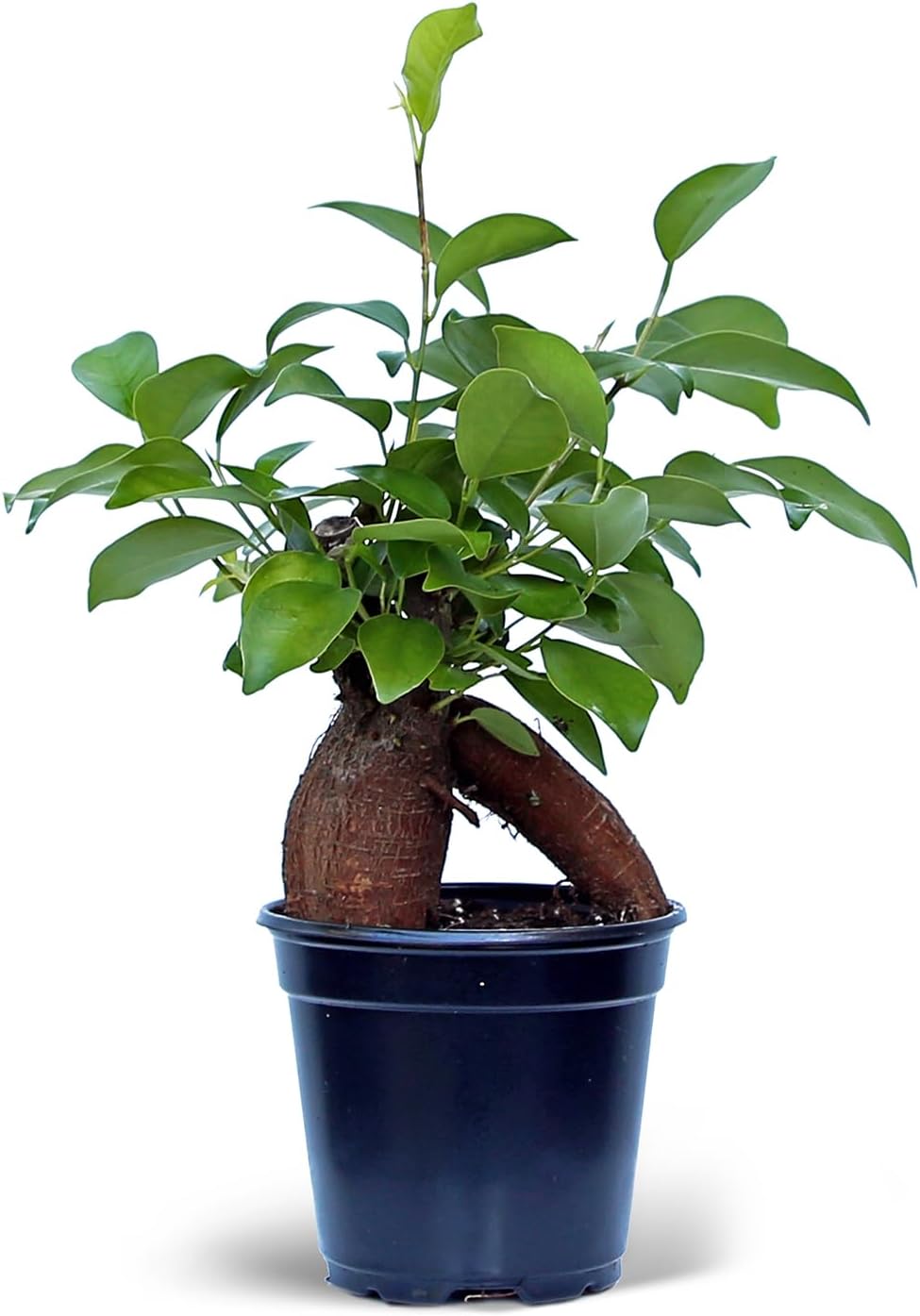 Live Ginseng Ficus, Ficus Retusa, Banyan Fig, Bonsai Houseplant, Unusual Plant, Birthday Gift for Plant Lover, Office Gift for Christmas, Indoor Live Plant in 4" Pot