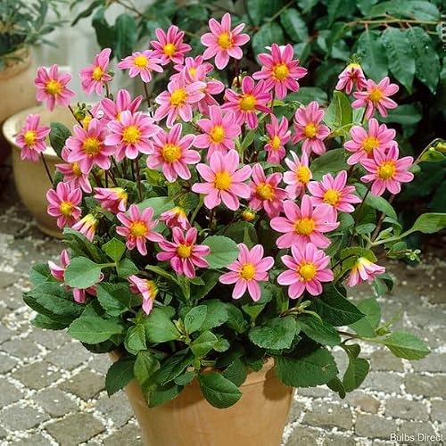 Votaniki Bonne Esperance Dahlia Tubers — Compact Pink Dahlia for Borders, Pots & Cutting Gardens | Summer Flowering, Easy to Grow Perennials (1 Pack)