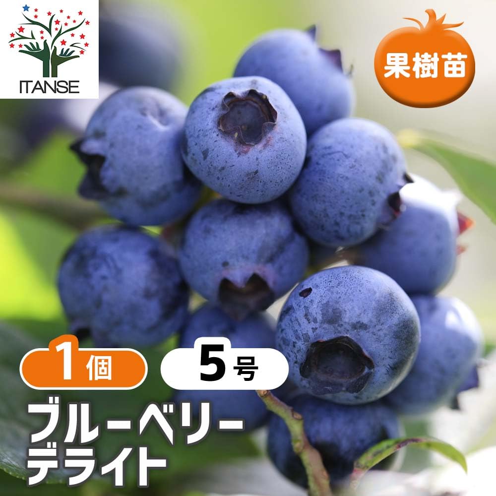 Amazon.co.jp: ITANSE ブルーベリー苗木 デライト 15cmポット 1
