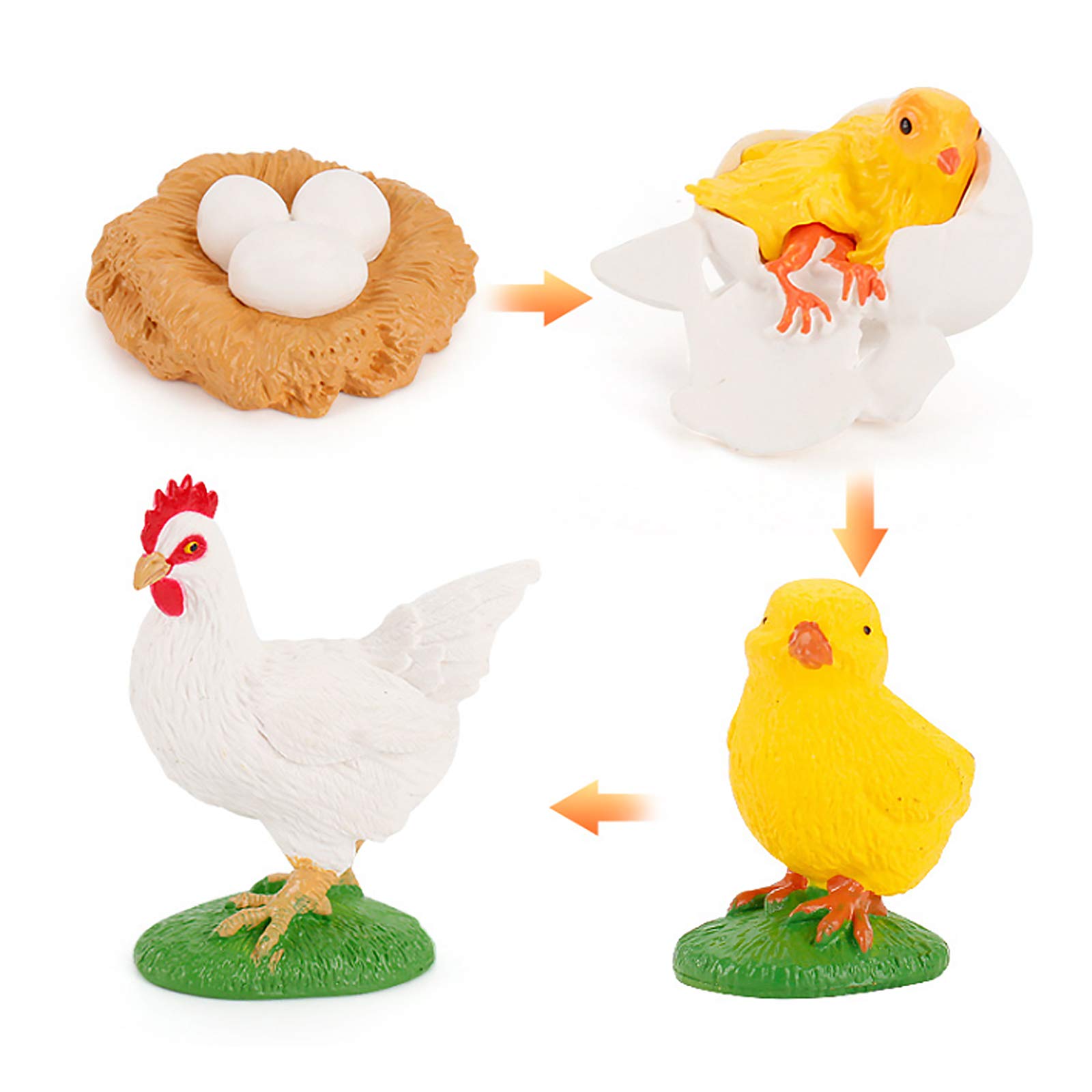 Fantarea Realistic 4 PCS Chicken Farm Animal Life Cycle Growth Model Figure Desktop Decoration Party Supplies Cake Toppers Learning Development Toys for 5 6 7 8 Year Old Boys Girls Kid Toddlers