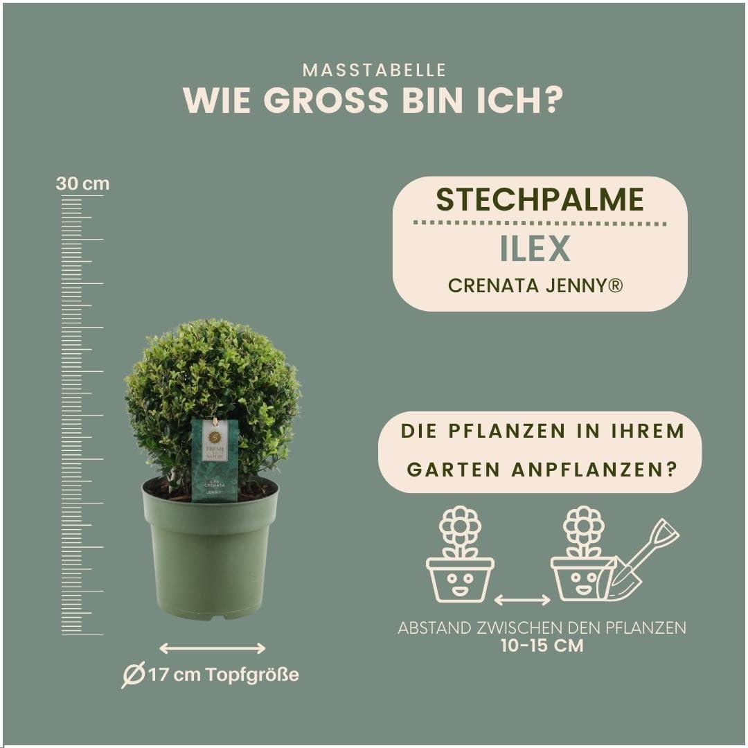 Plants by Frank Ilex Crenata Jenny, 2x Stechpalme Kugel, Ø 20 cm