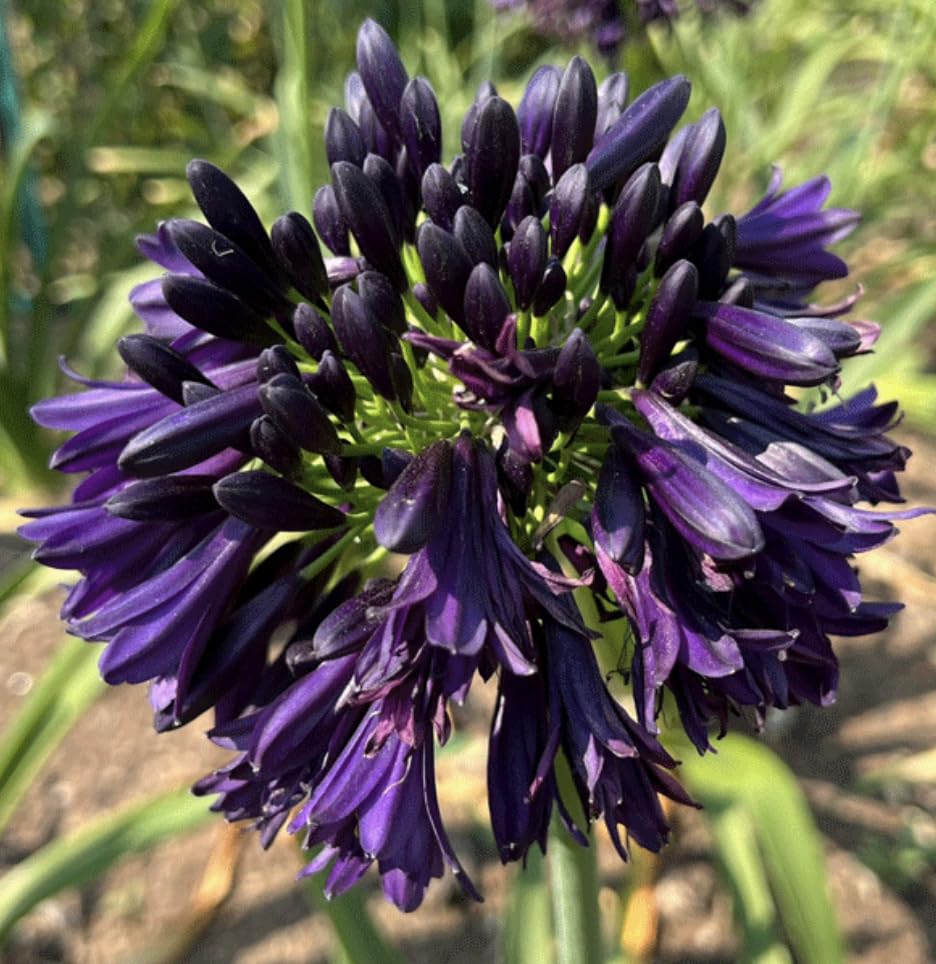 3 x Agapanthus africanus 'Black Jack' Flowers Hardy Perennial, Plug Plants