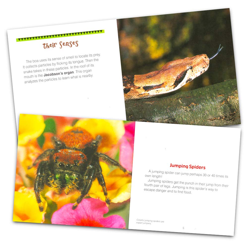 Know-It-All Educational Nature Books for Kids Toddlers -- Assorted Set of 9 Books About Wild Animals (Sharks, Spiders, Dinosaurs, Snakes, More) - Image 2