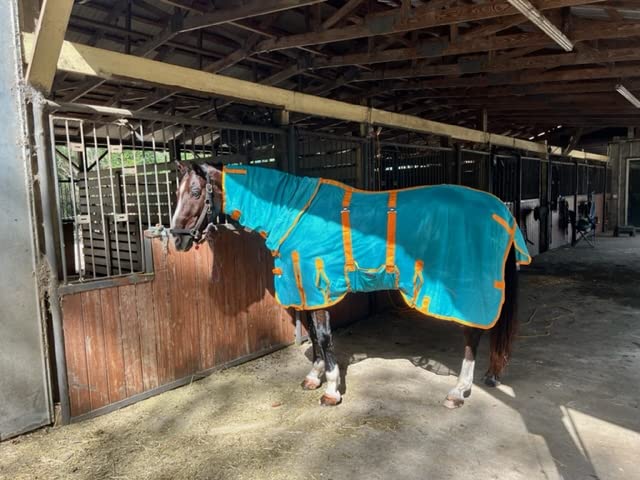 Image of Challenger Horse Mesh Light Weight Summer Fly Sheet Spring Airflow 73414