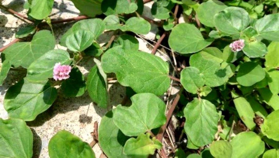Indiana Red hogweed Tar vine Wineflower Punarnava Satha Adakaputta Komme Shivaatike Boerhavia diffusa Pananua Purnanava Gadapushpa Punarnova Vasedo Ghetoli Varshabhu Sarandai Atakamamidi Live Plant