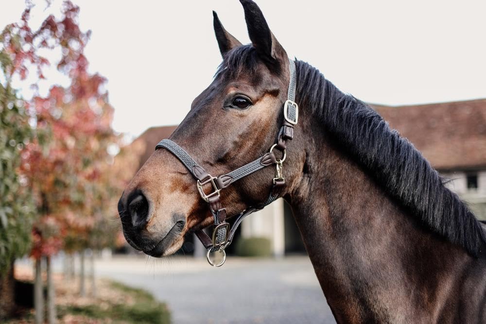 Cabezada para Caballos Nylon Trenzada Kentucky