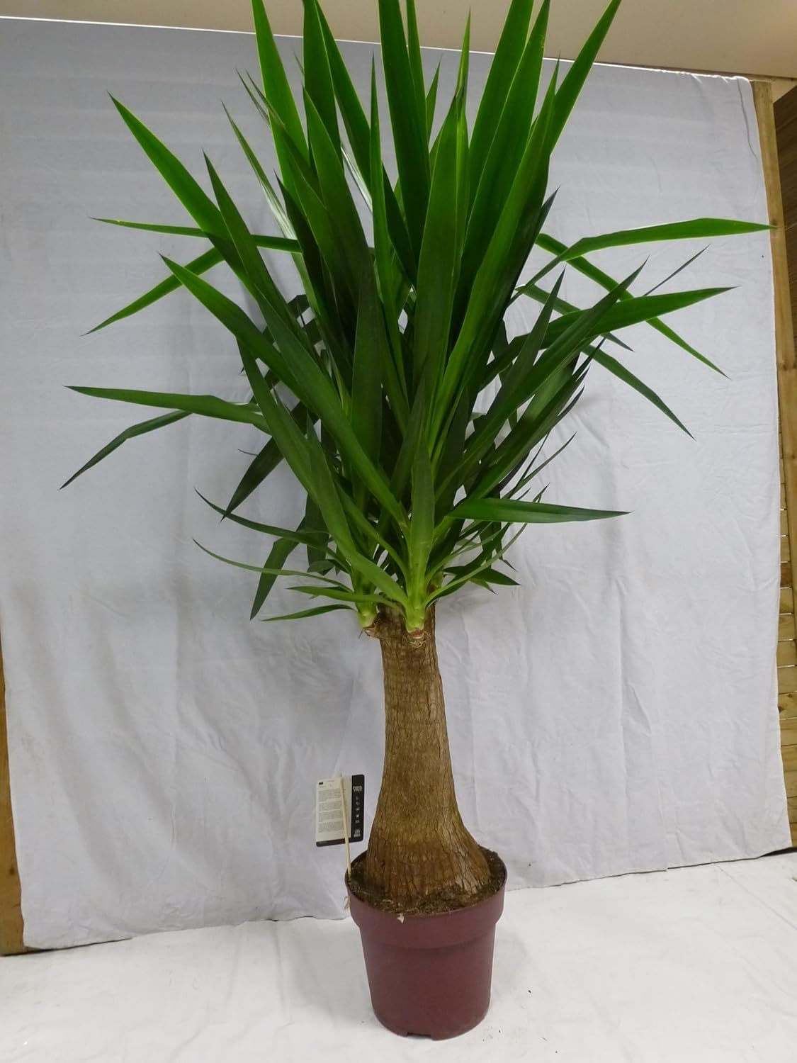 Palmenlager] XL Yucca elephantipes "Maya" 150 cm - dicker XXL-Stamm - Yucca  Palme - Zimmerpflanze : Amazon.de: Garten