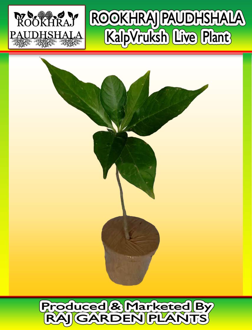 ROOKHRAJ PAUDHSHALA Kalpvruksh कल्पवृक्ष, Kalpvraksh Live Plants, Kalpvruksh कल्पवृक्ष, Kalpvraksh, Kalpavriksha, Baobab Tree, dansonia Digitata (B01LYLQ5ST) Amazon Price History, Amazon Price Tracker
