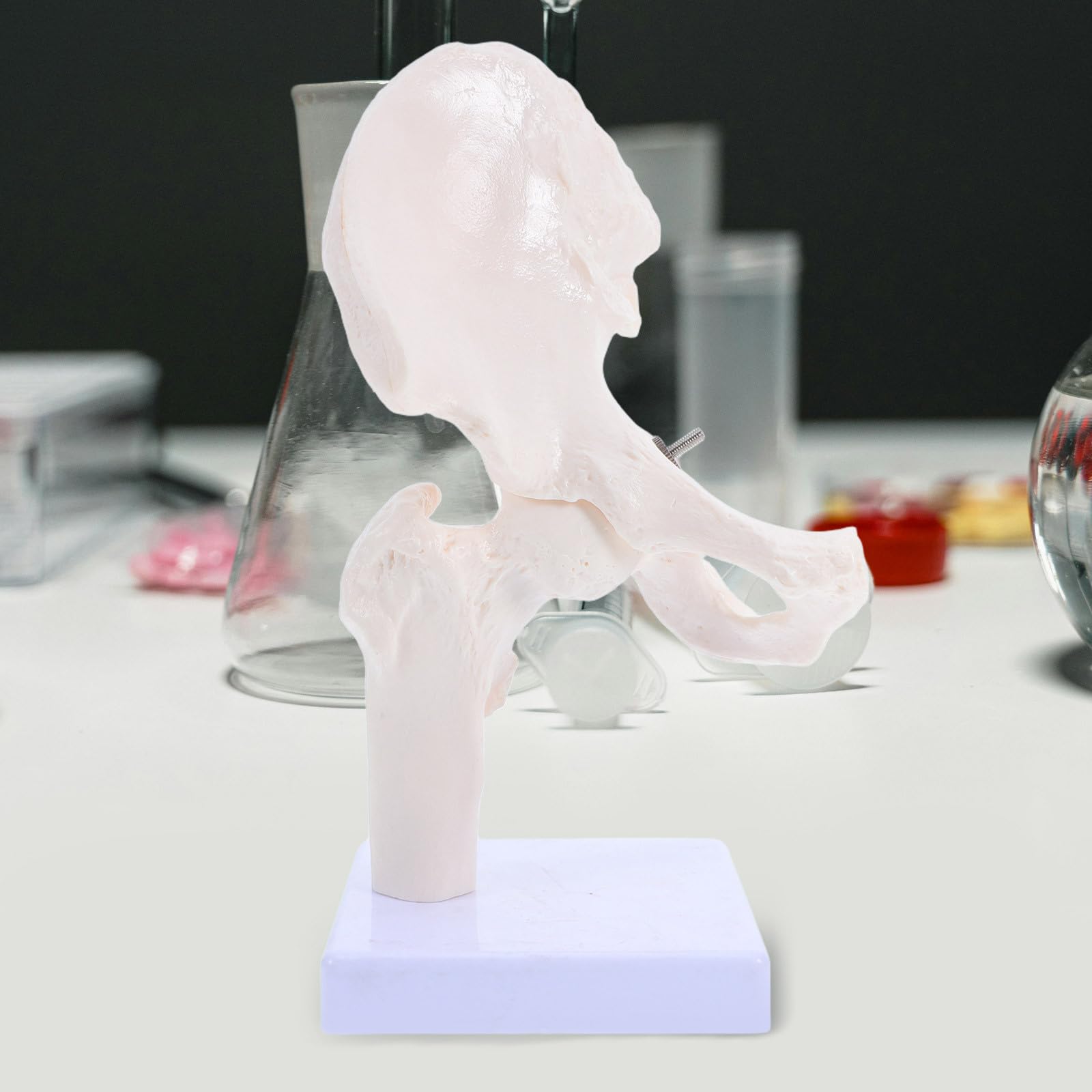 Modelo Anatómico de Esqueleto Humano de Cadera, Modelo de Anatomía para Estudiar, Herramienta Educativa Partes Desmontables para Enseñanza en Escuelas y Laboratorios, Material