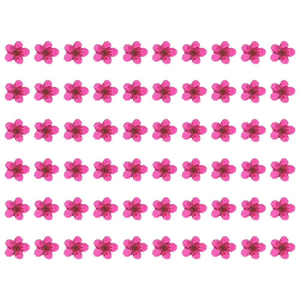 Wudaizhi Peach Pink Pressed Flower For Resin Small Plum Blossom Narcissus, Dried Flower, Real Flower, Nail Flower Material, Glue Drop, Mobile Phone Case, Hand Made 60Pcs/Pack