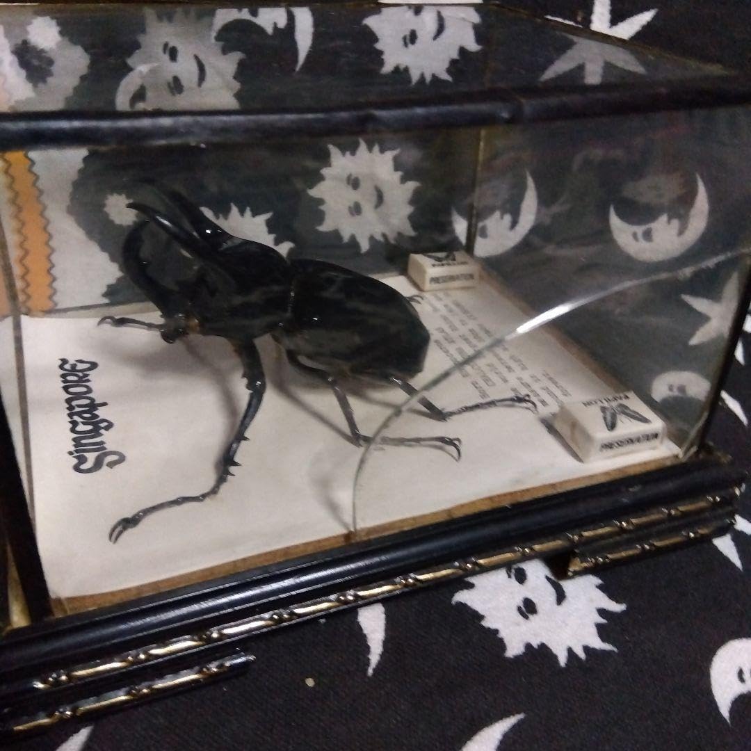 シンガポール製の虫の標本 Amazon.co.jp: コーカサスオオカブト標本 35年前のシンガポール