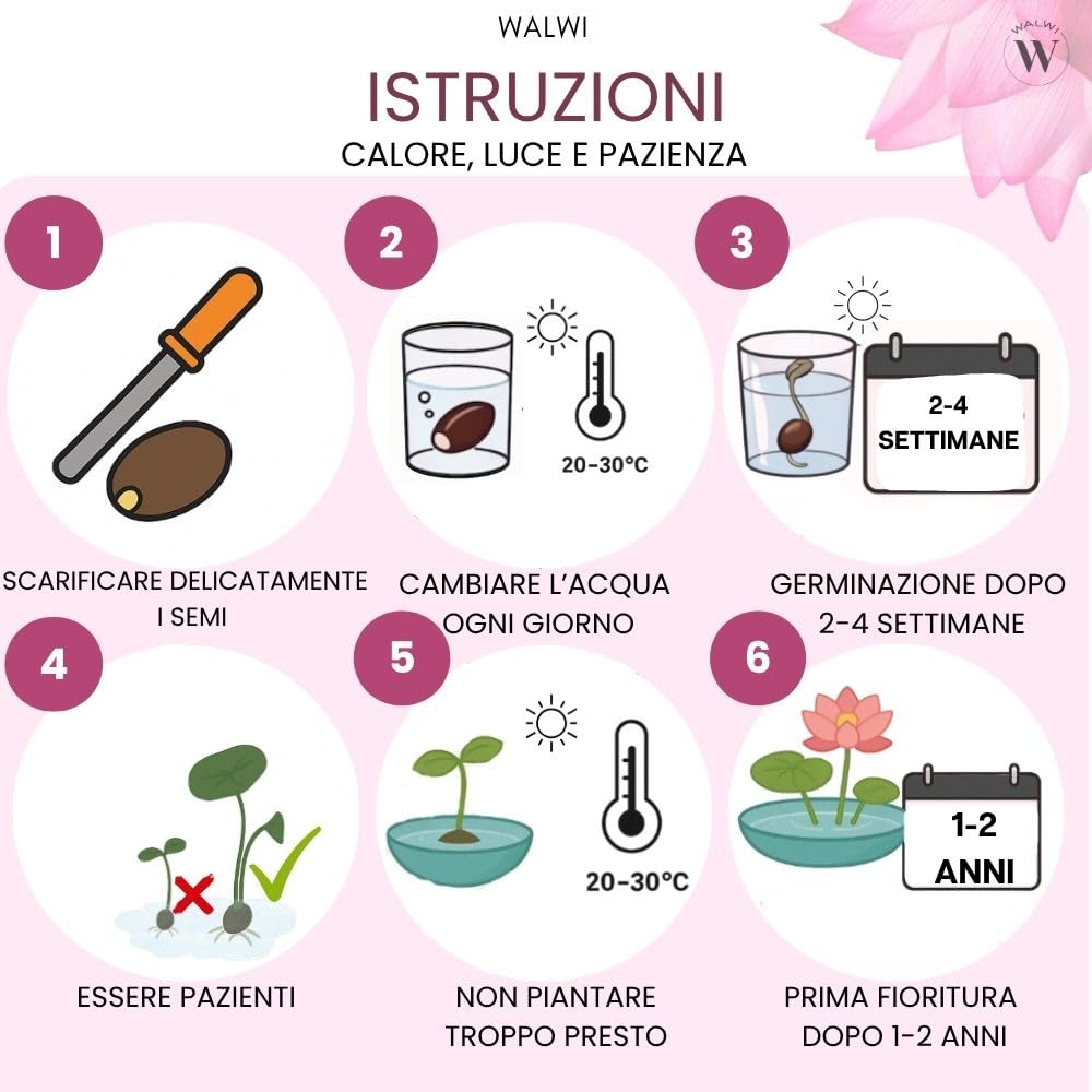 30 semi di fiori di loto premium mix 3 colori bonsai acquatico per vaso da giardino