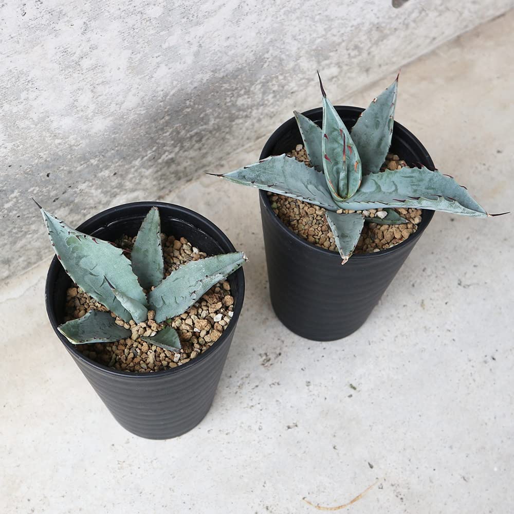 Amazon.co.jp: アガベ・フレキシスピナ 3.5号鉢【品種で選べる多肉植物
