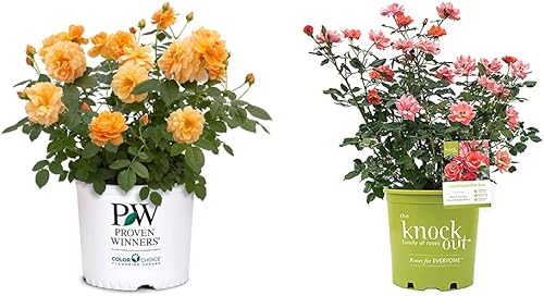 Proven Winner at Last Rose, 2 Gallon, Sunset Orange & 1 Gallon, Knock Out Rose Coral, with Gentle Green Foliage and Bold Coral Pink Blooms