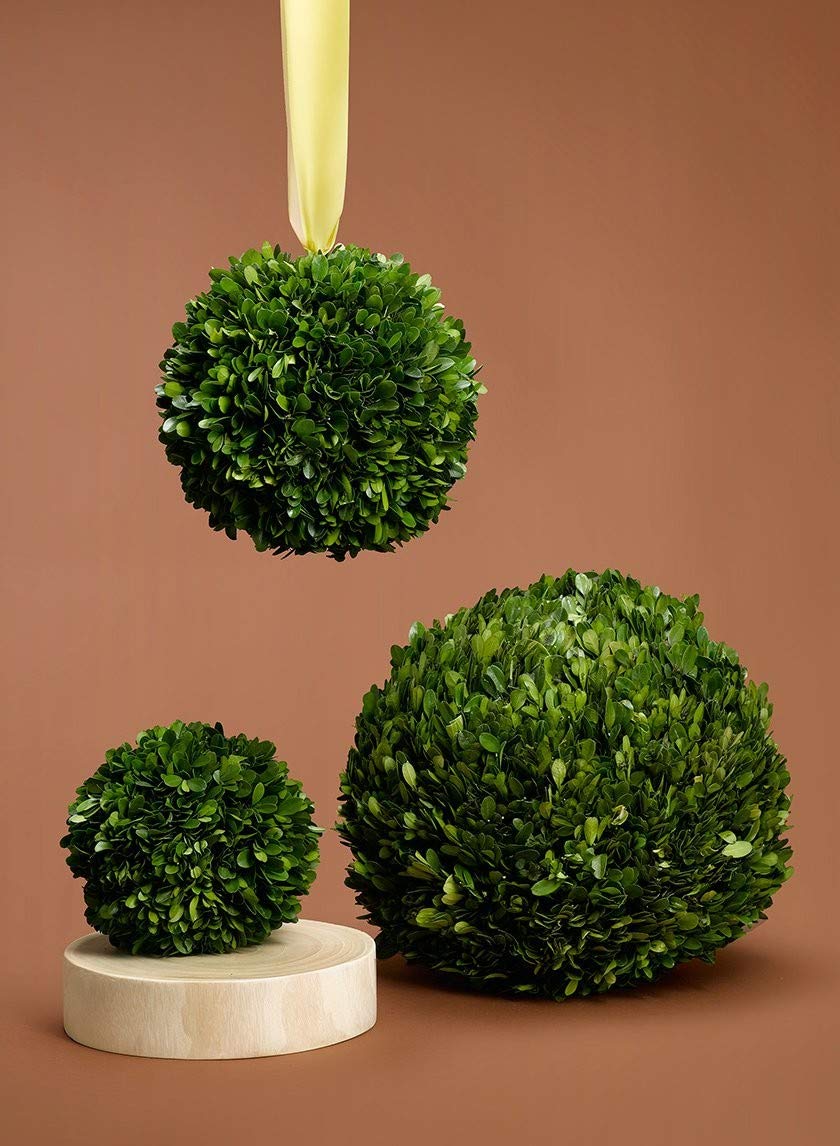 Serene Spaces Living Zakonserwowana kula z bukszpanu, prawdziwe zielone liście i prosta pielęgnacja, służy jako wypełniacz wazonu na ślub, imprezę, wydarzenia, do domu, jako dekoracje świąteczne, wymiary 15 cm średnicy