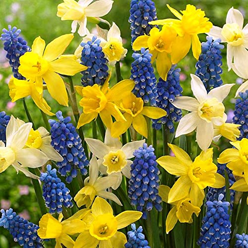 50 Bulbi Di Narcisi Gialli E Muscari Misti - Alta Qualit&agrave; Per Giardino E Balcone | Fioritura Primaverile