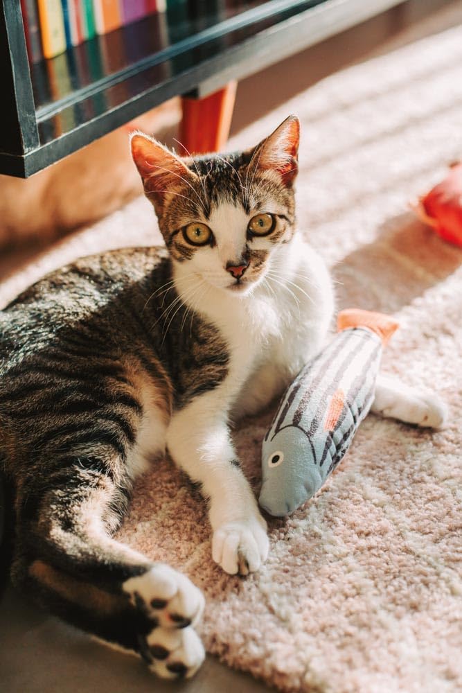 Mor - Pelúcia Peixe com Catnip Cinza