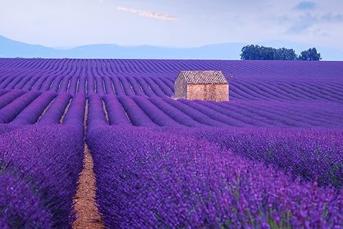 Semillas de lavanda morada para cultivar  Más de 100 semillas  Cultiva esta especia fragante en tu propio jardín