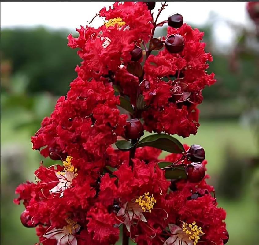 Magnolia furus flower live plant for Home Garden Pack of 1 (B0D4TYT5RW) Amazon Price History, Amazon Price Tracker