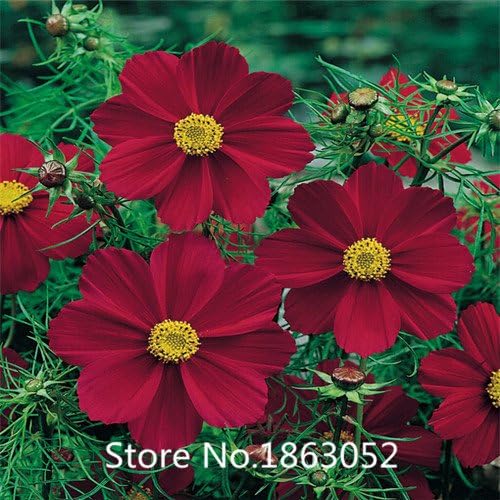 common cosmos seeds,hot little flower seeds,Original