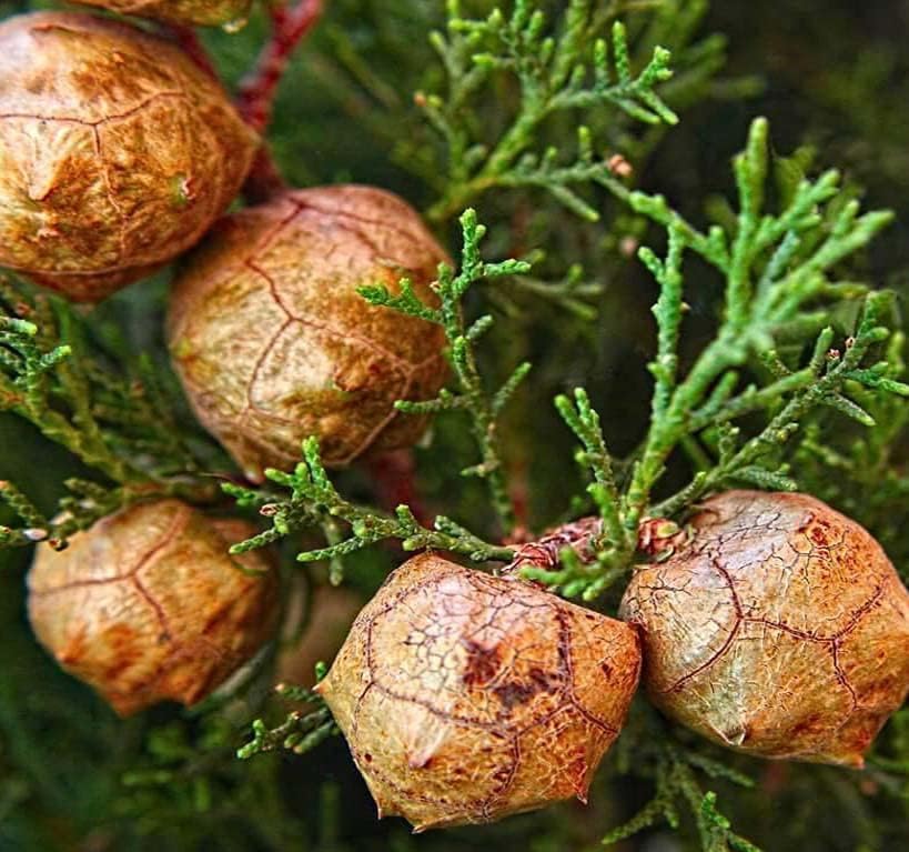 Miniatura 1 de Cupressus sempervirens stricta (ciprés italiano vertical), hoja perenne, grisáceo, follaje verde, pequeños conos marrones redondos, elige la