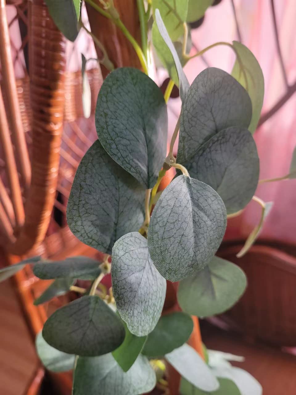 ⬛️ 稀少！⬛️ 超 デカ！⬛️ 葉っぱ、かなり多し！⬛️話題の