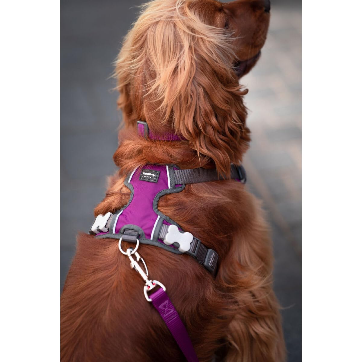 Red Dingo Arnés para Perro Dingo 38-58 cm 46-63 cm Morado M