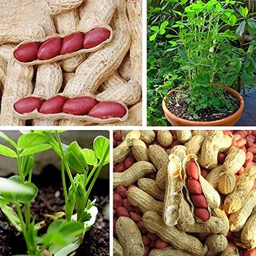 Lot de 40 graines d'arachis à peau rouge neutre, sans OGM, fraîches et géorgiques naturelles pour le jardin - Graines - Graines de fleurs, de légumes, de fruits, de plantes de jardin Cover