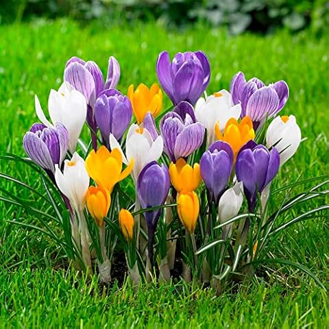 12 x Crocus Botanical Mixed Spring Bulbs Cover