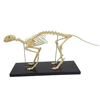 【新品未使用】Elenco 猫の全身骨格模型 新品未使用】Elenco 猫の全身骨格模型